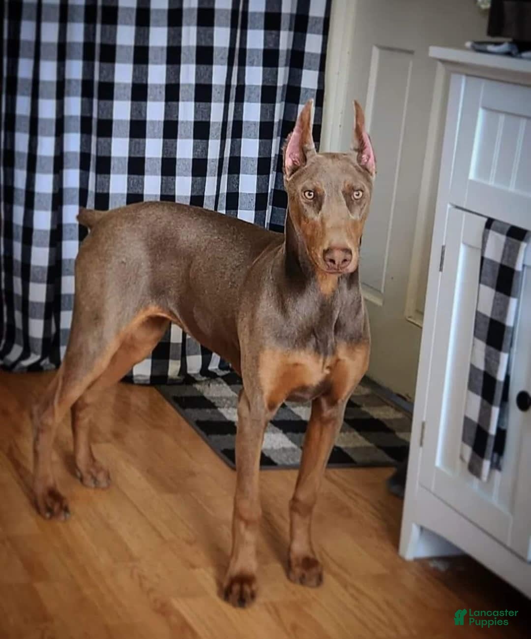 Doberman Pinscher dogs for sale: Aspen - Image 2