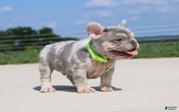 French Bulldog dogs for sale: Bosco - Image 4