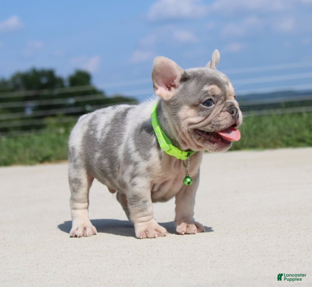 French Bulldog dogs for sale: Bosco - Image 4