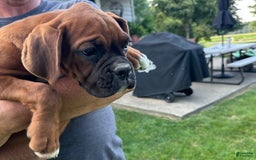 Boxer dogs for sale: Boxer 3 puppies - Image 4