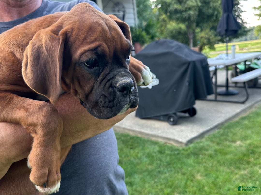 Boxer dogs for sale: Boxer 3 puppies - Image 4