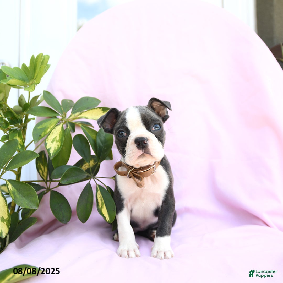 Boston Terrier dogs for sale: Violet - Image 2