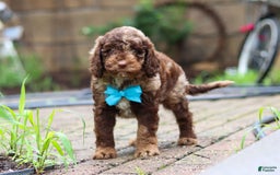 Goldendoodle dogs for sale: Balto - Image 1