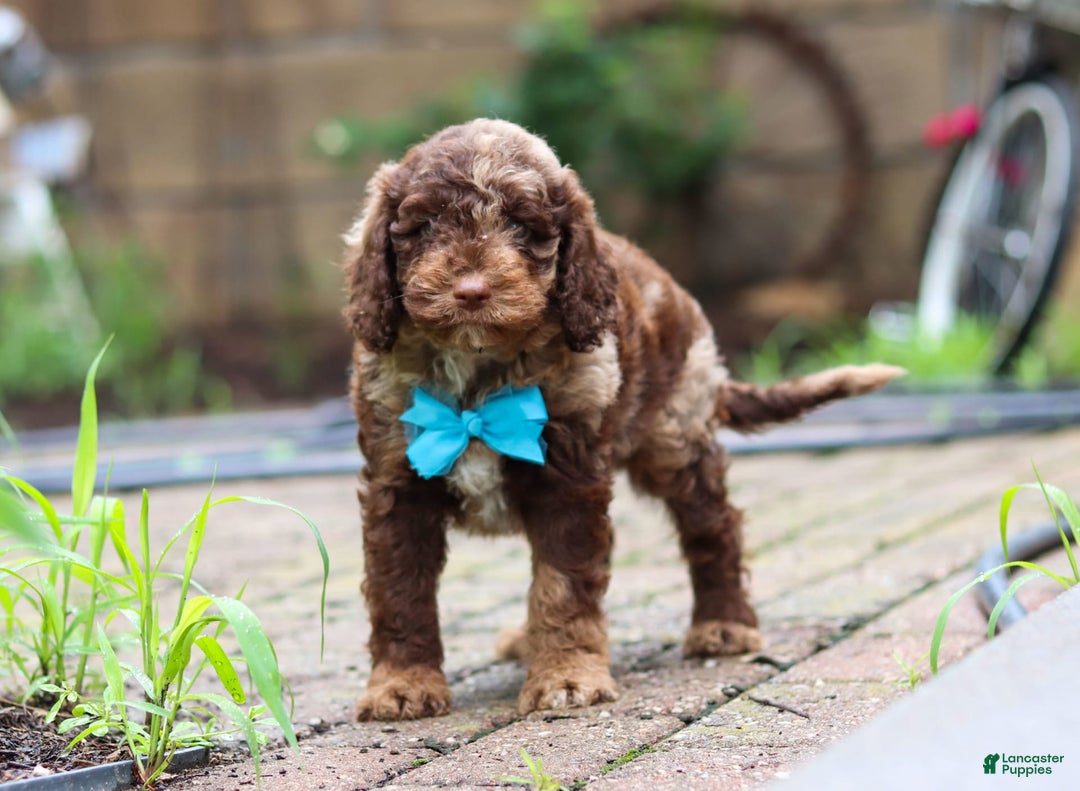 Goldendoodle dogs for sale: Balto - Image 1
