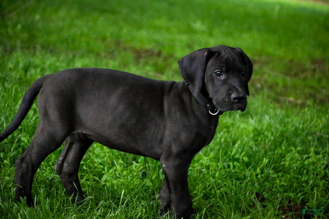 Great Dane dogs for sale: Selene - Image 16