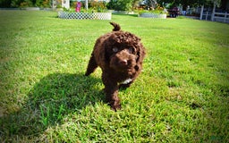 Havapoo dogs for sale: Genesis - Image 1
