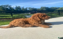 Mini Goldendoodle dogs for sale: Dexter - Image 4