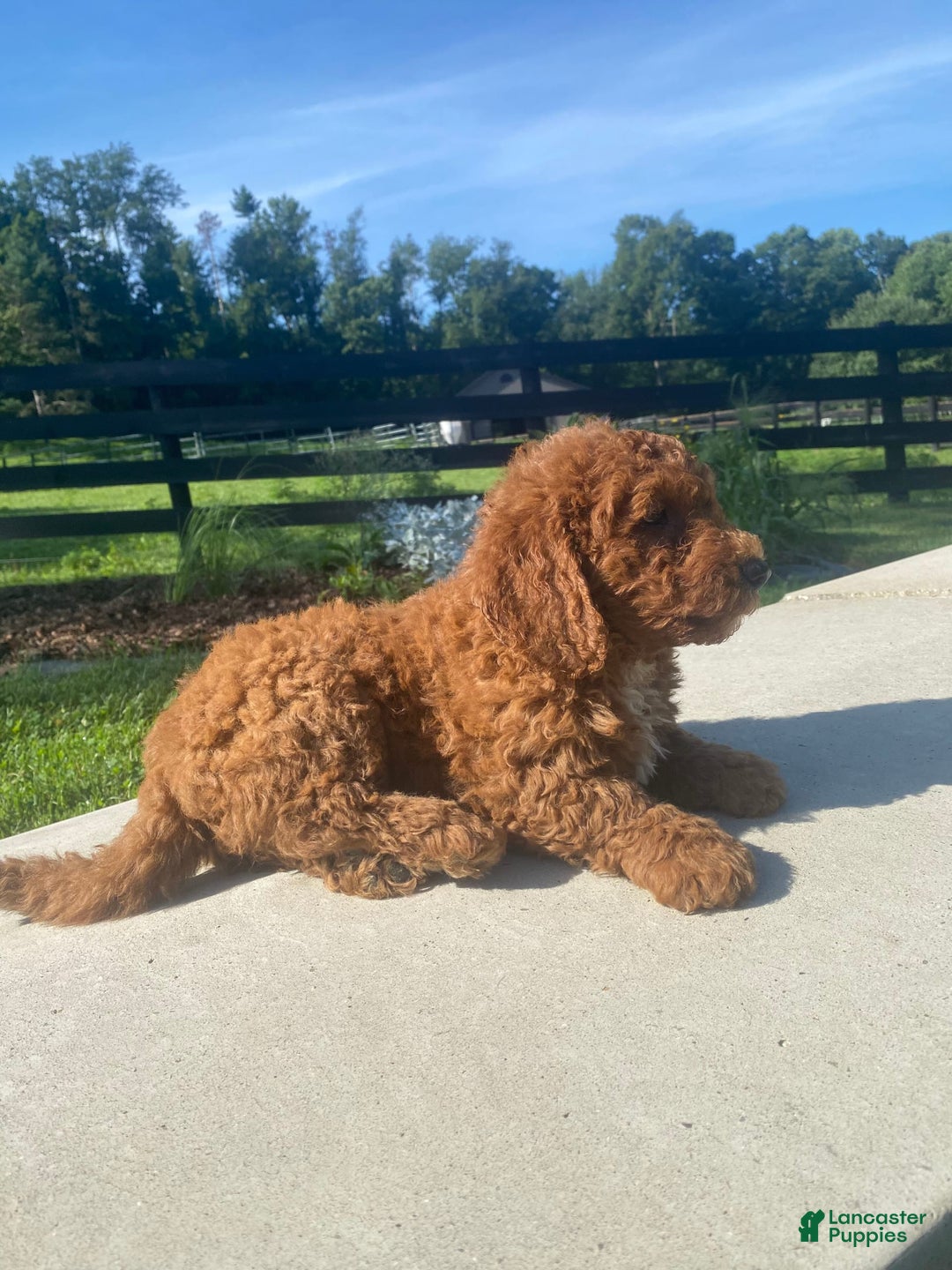 Mini Goldendoodle dogs for sale: Dexter - Image 4