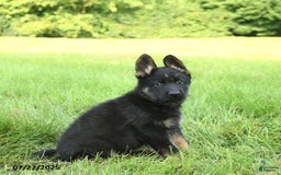 German Shepherd dogs for sale: German Shepherd 8 puppies - Image 17