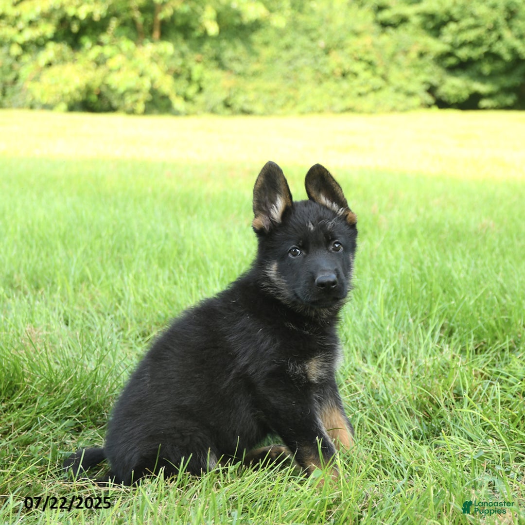 German Shepherd dogs for sale: German Shepherd 8 puppies - Image 17