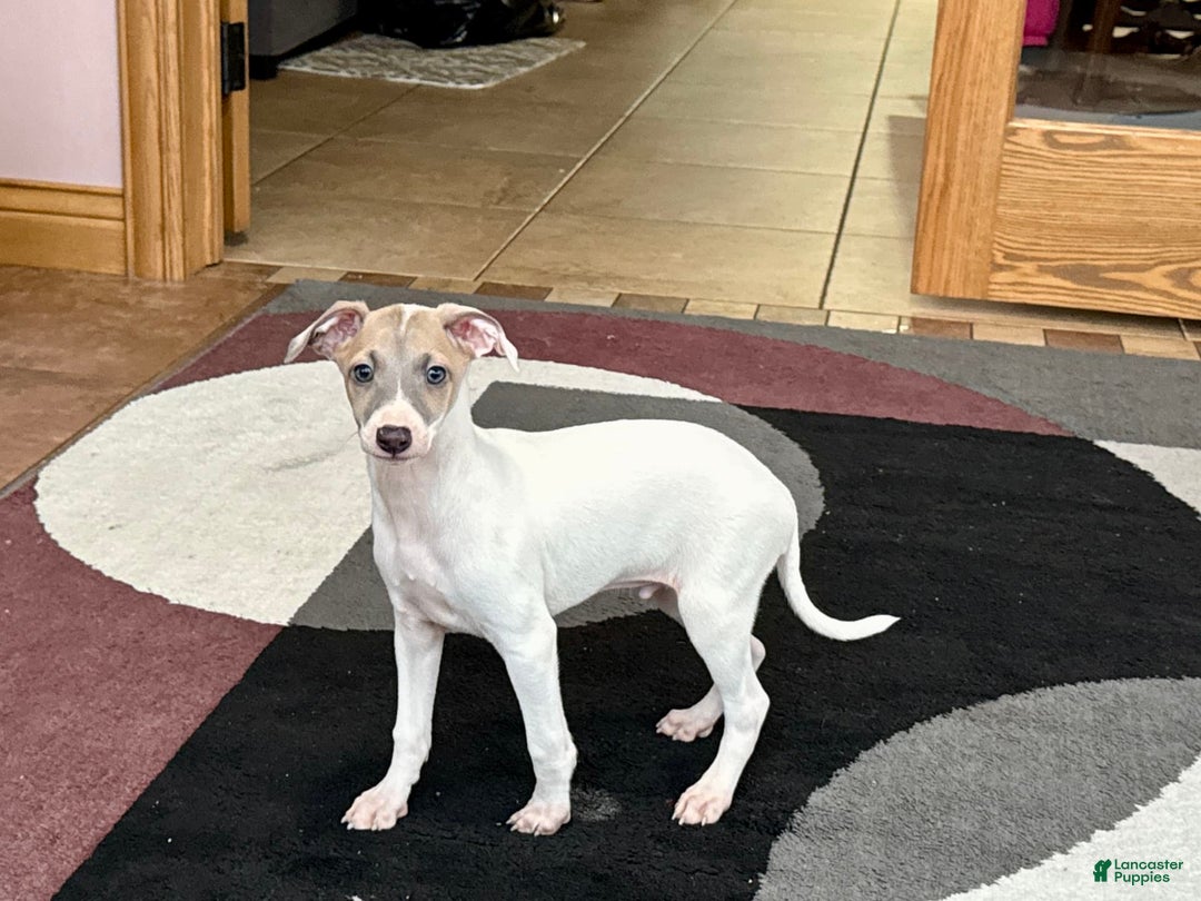 Italian Greyhound dogs for sale: Jaden - Image 3