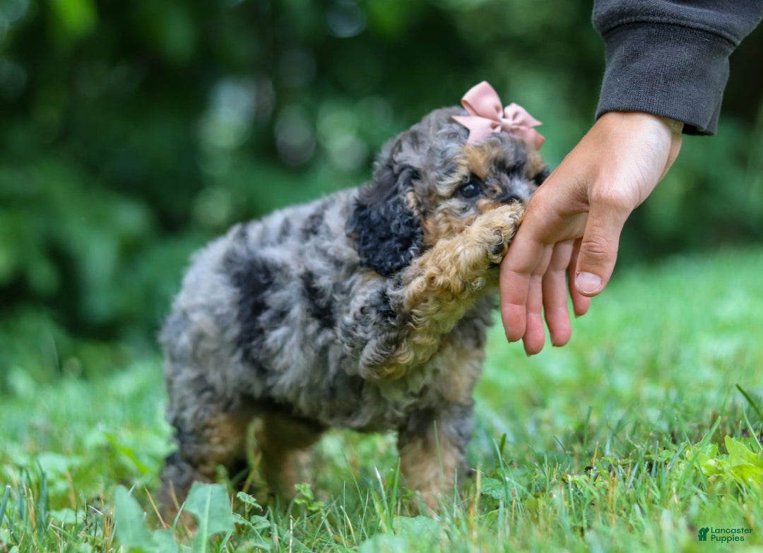 Cockapoo dogs for sale: Angela - Image 13