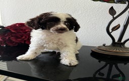Miniature Poodle dogs for sale: Captain America - Image 9