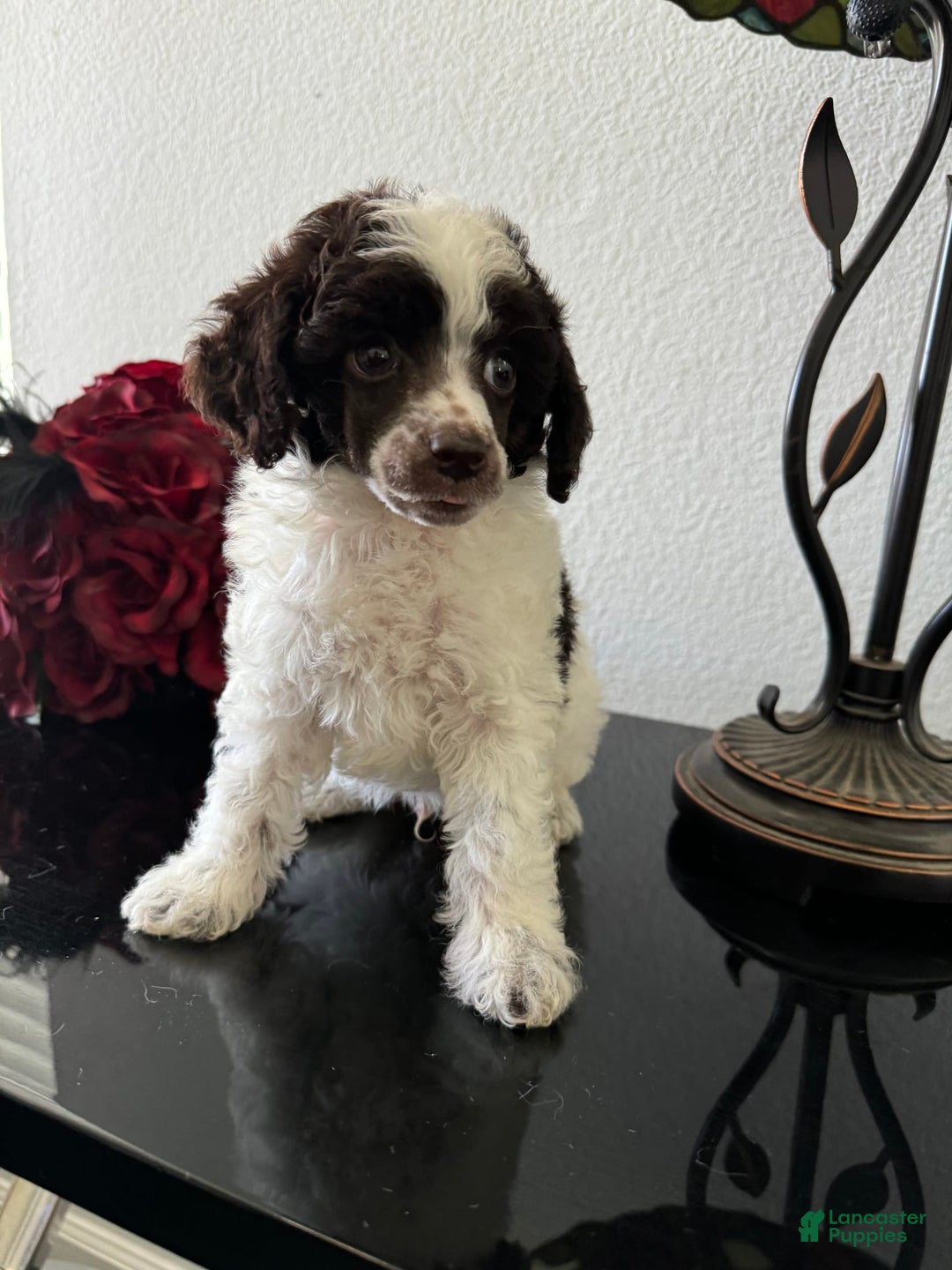Miniature Poodle dogs for sale: Captain America - Image 9