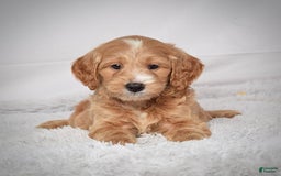  dogs for sale: Mini Goldendoodle 3 puppies - Image 4