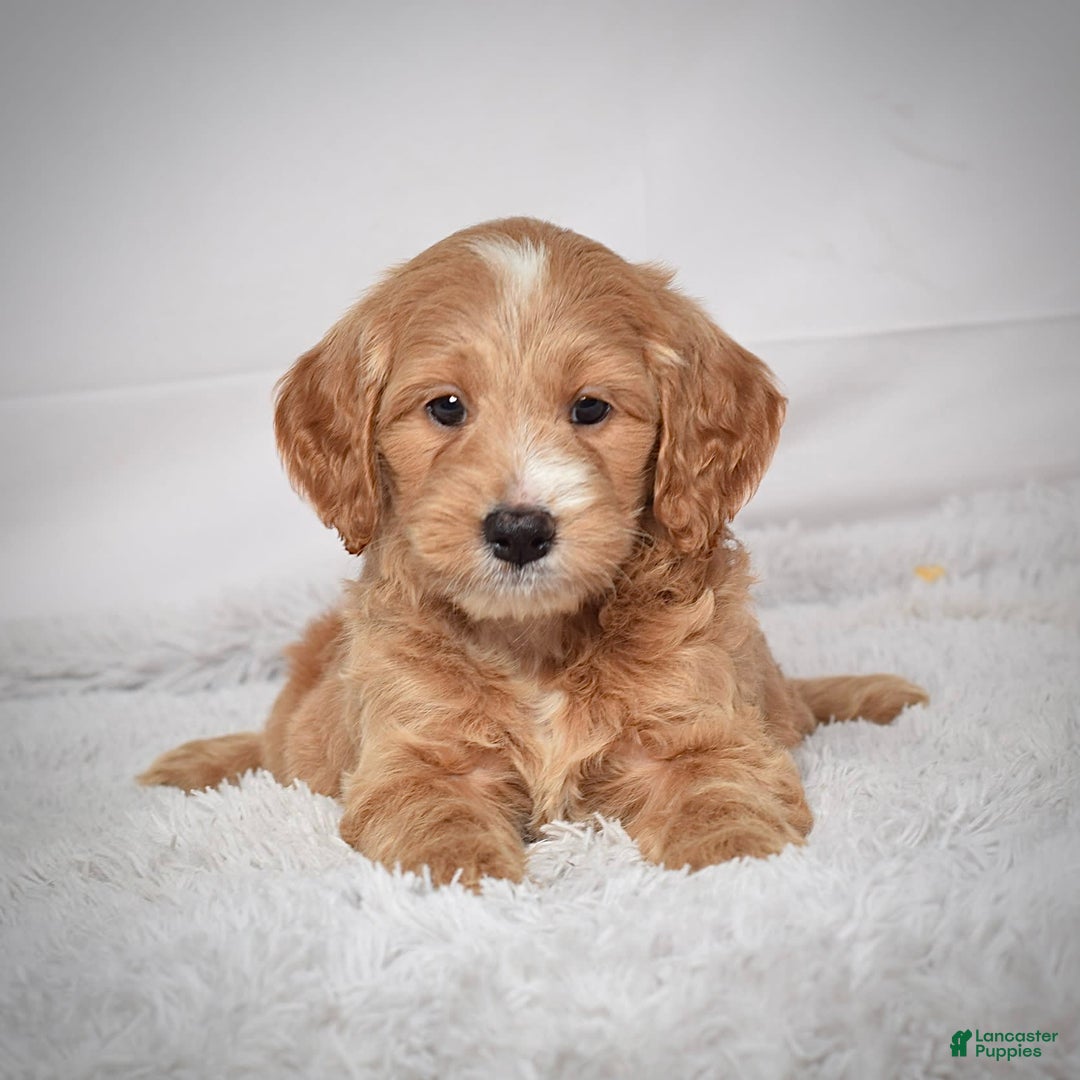  dogs for sale: Mini Goldendoodle 3 puppies - Image 4