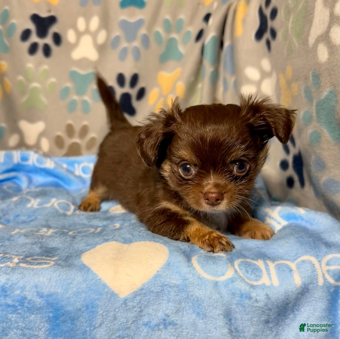 Chihuahua dogs for sale: Theodore Chocolate Lc - Image 19