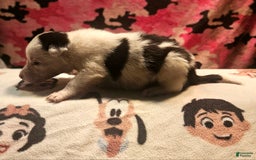 Border Collie dogs for sale: Ego - Image 12