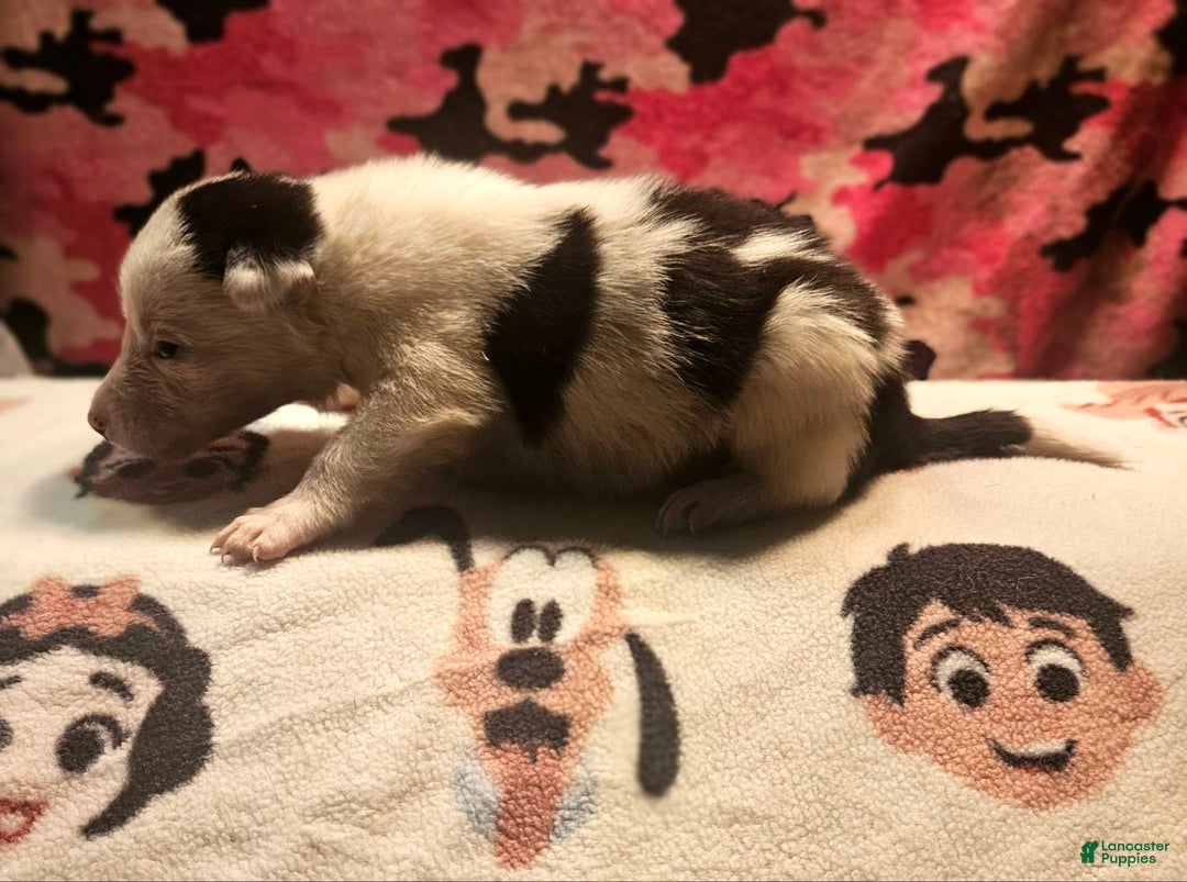 Border Collie dogs for sale: Ego - Image 12