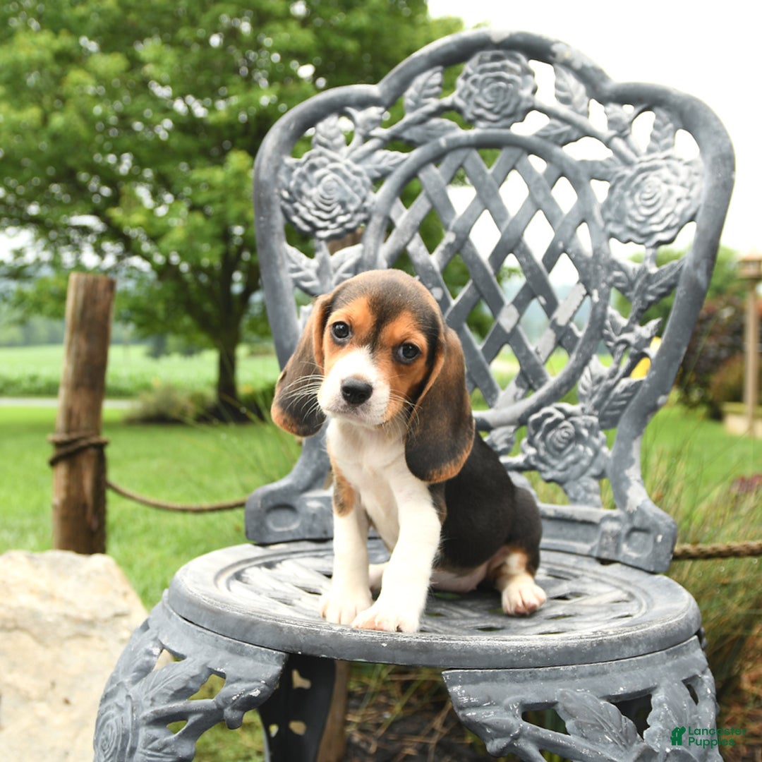 Beagle dogs for sale: Ashley - Image 1