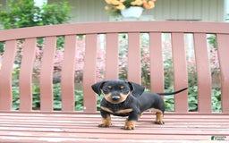 Miniature Dachshund dogs for sale: Ace - Image 2