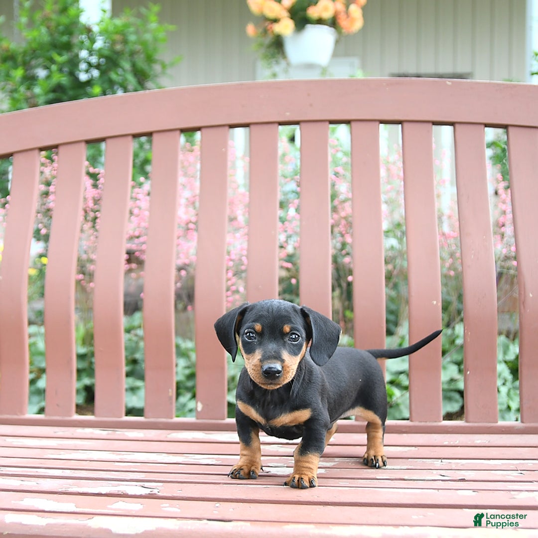 Miniature Dachshund dogs for sale: Ace - Image 2