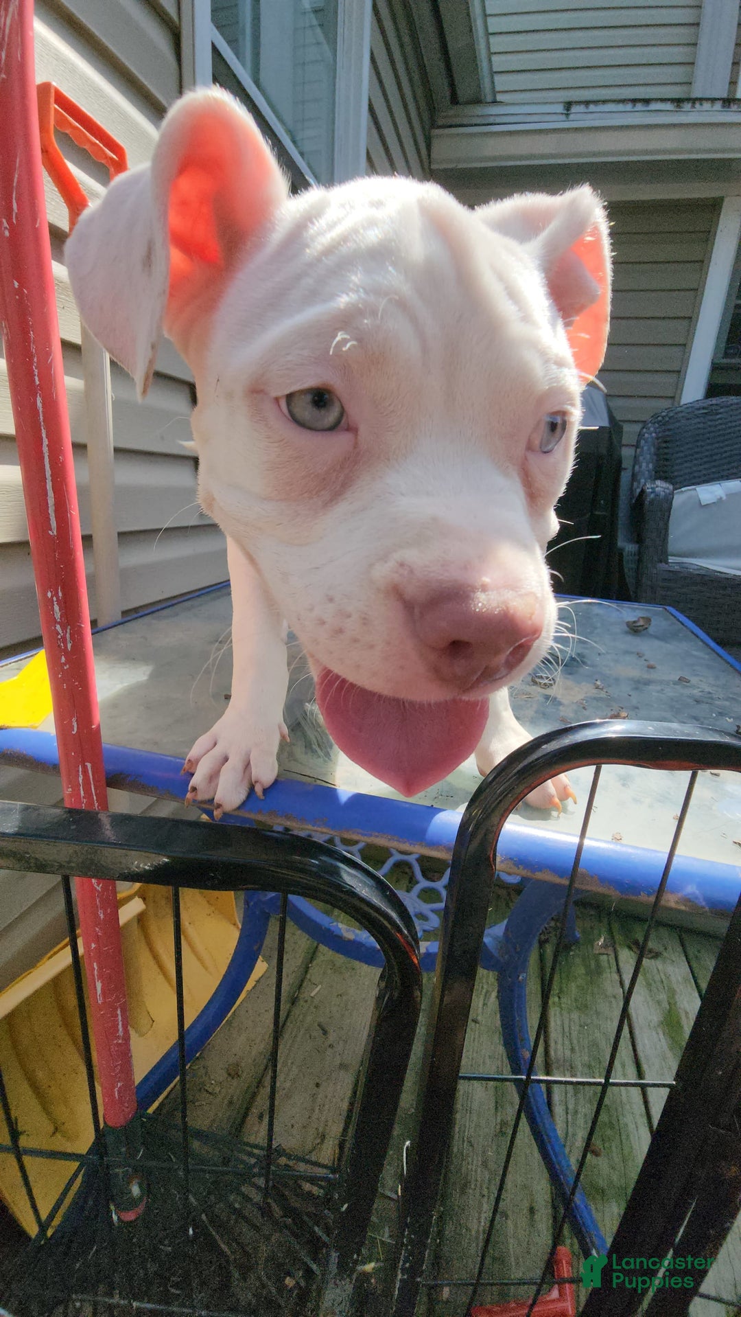 American Bully dogs for sale: Luna - Image 6