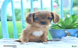 Cavalier King Charles Spaniel dogs for sale: Whisper - Image 3