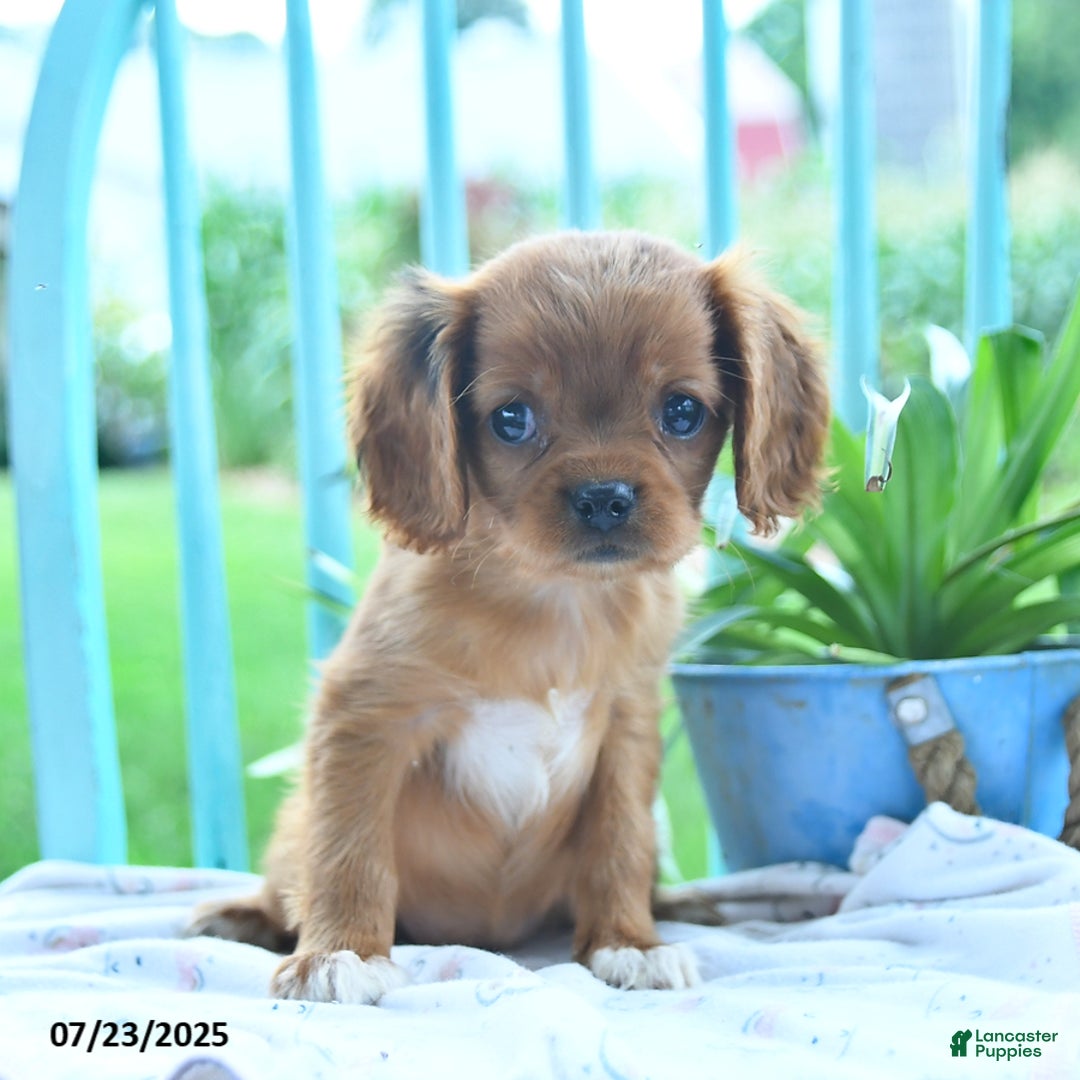 Cavalier King Charles Spaniel dogs for sale: Whisper - Image 3
