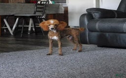 Cavapoo dogs for sale: Cleo - Image 10