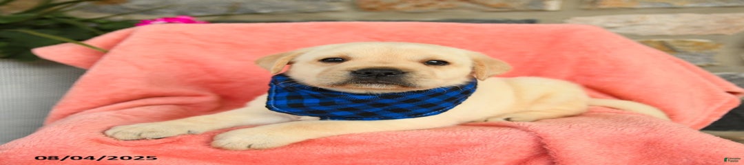 Gouda