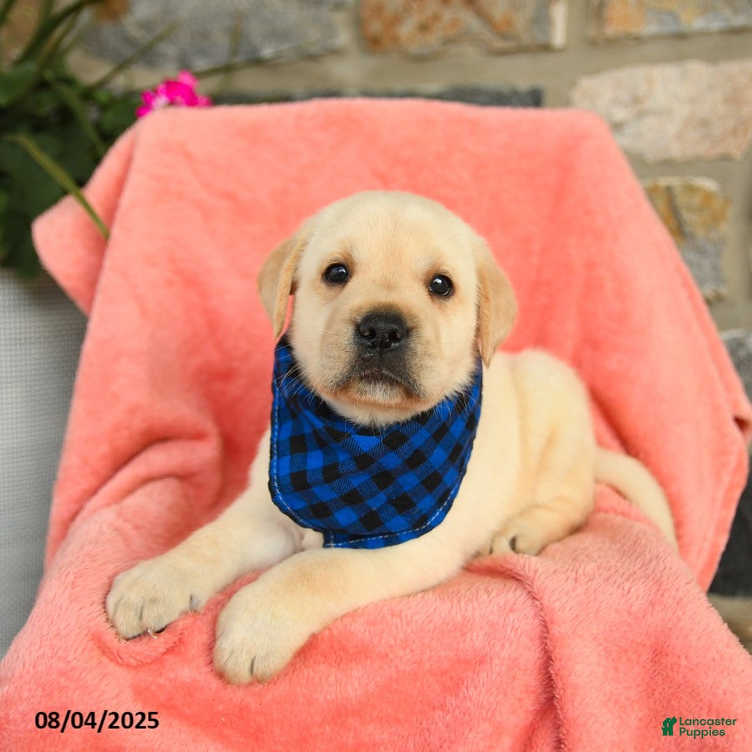 Labrador Retriever dogs for sale: Labrador Retriever 6 puppies - Image 16