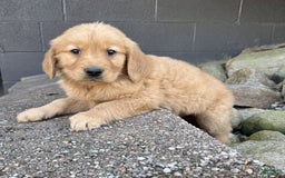 Golden Retriever dogs for sale: Freddie - Image 4