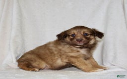 Australian Shepherd dogs for sale: Sandra - Image 5
