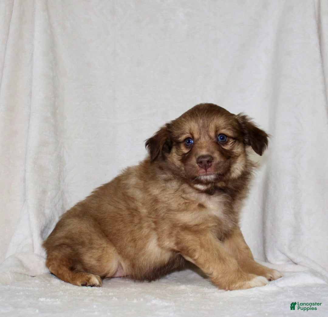 Australian Shepherd dogs for sale: Sandra - Image 5