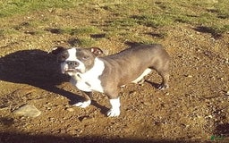 Boston Terrier dogs for sale: Blue Pedro - Image 10