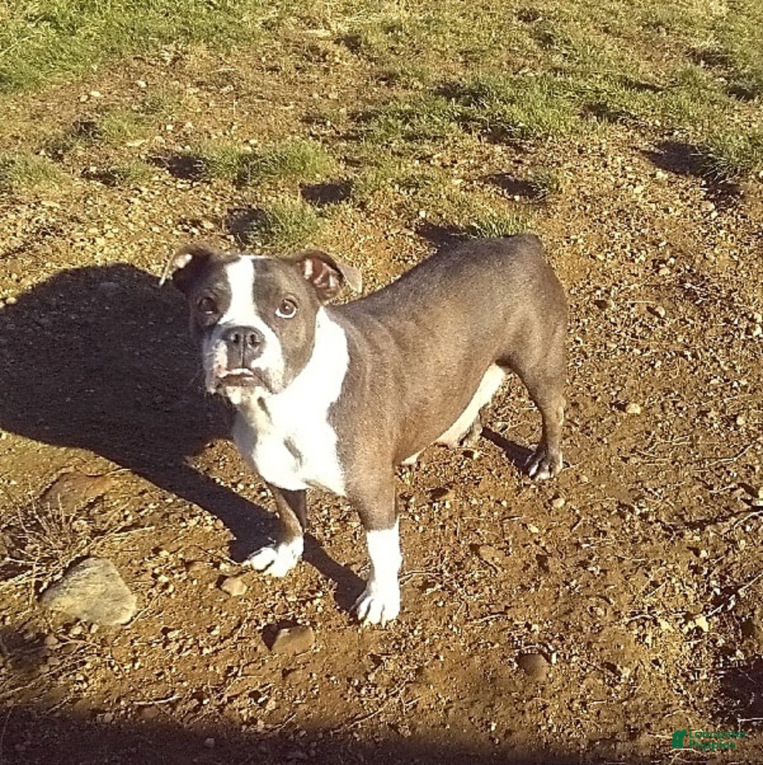 Boston Terrier dogs for sale: Blue Pedro - Image 10