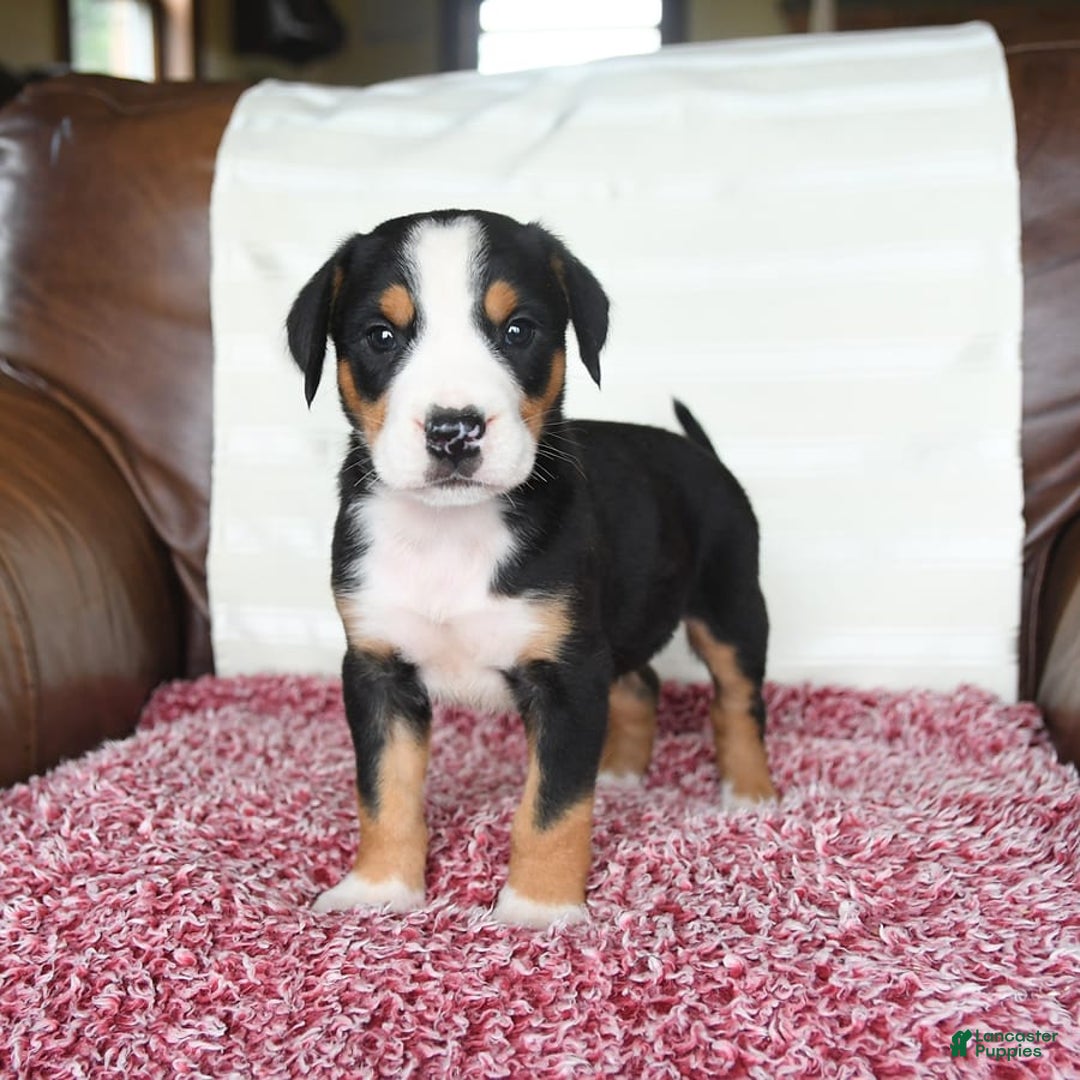Greater Swiss Mountain Dog dogs for sale: Felix - Image 12