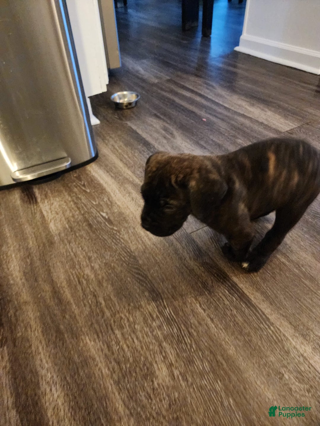 Cane Corso dogs for sale: Male Brindle - Image 1