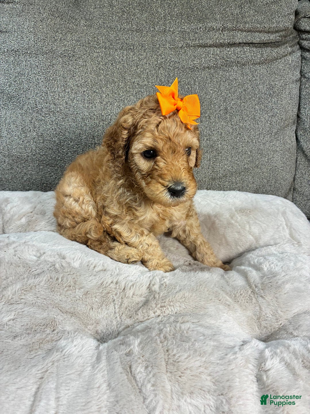 Mini Goldendoodle dogs for sale: Sandy - Image 3