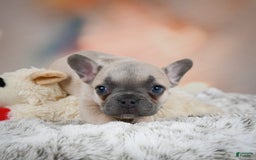 French Bulldog dogs for sale: Daisy - Image 3