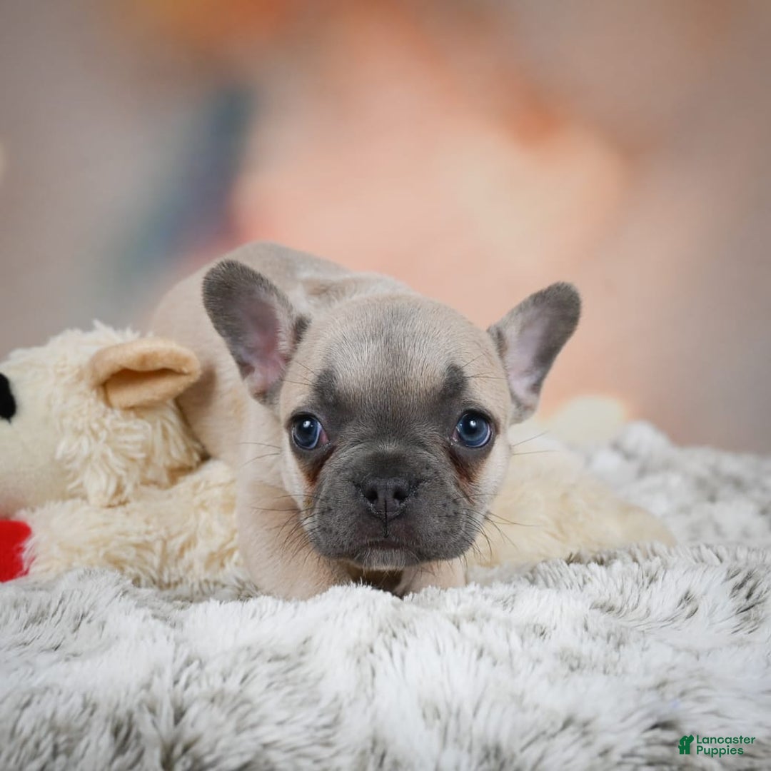 French Bulldog dogs for sale: Daisy - Image 3