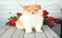 Pomeranian dogs for sale: Hearty - Image 4
