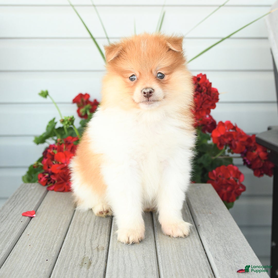 Pomeranian dogs for sale: Hearty - Image 4