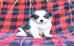 Welsh Corgi Pembroke dogs for sale: Sport - Image 2