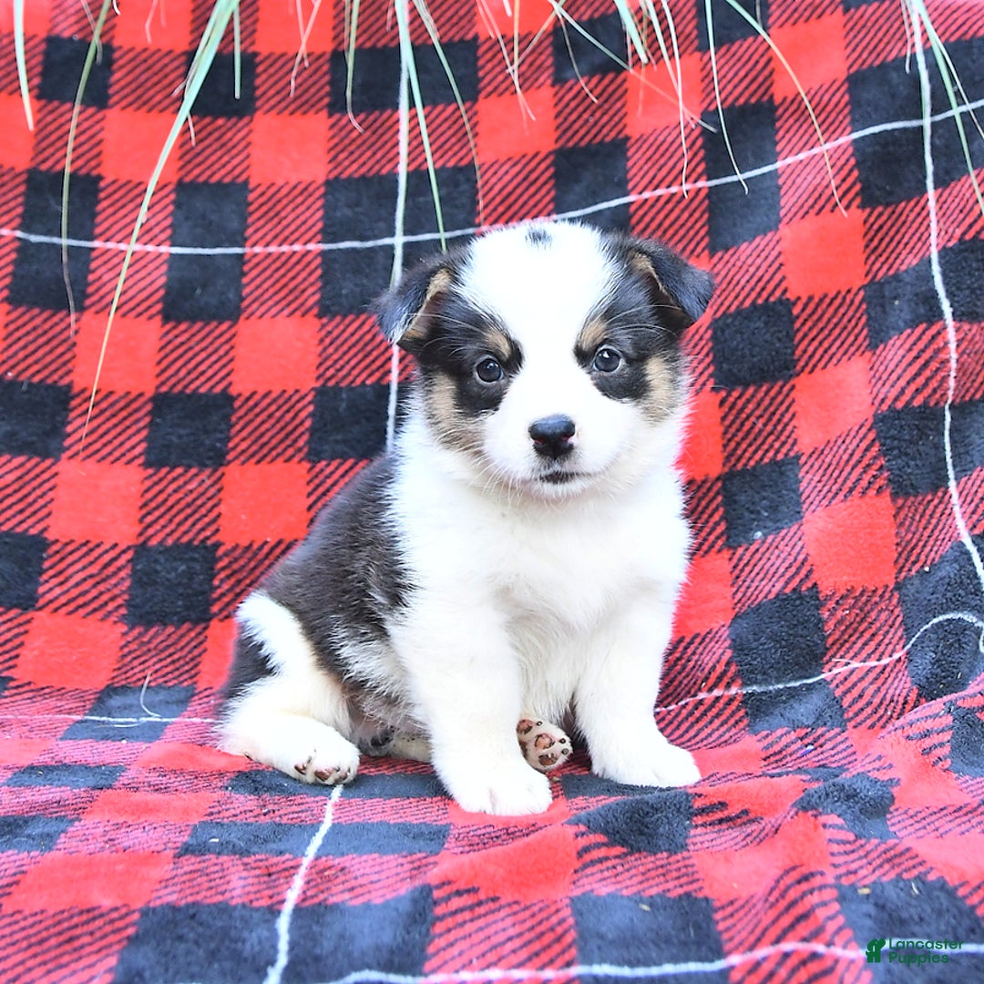 Welsh Corgi Pembroke dogs for sale: Sport - Image 2