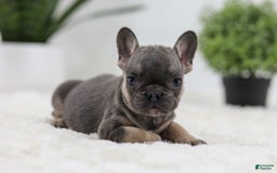 French Bulldog dogs for sale: Sky - Image 7