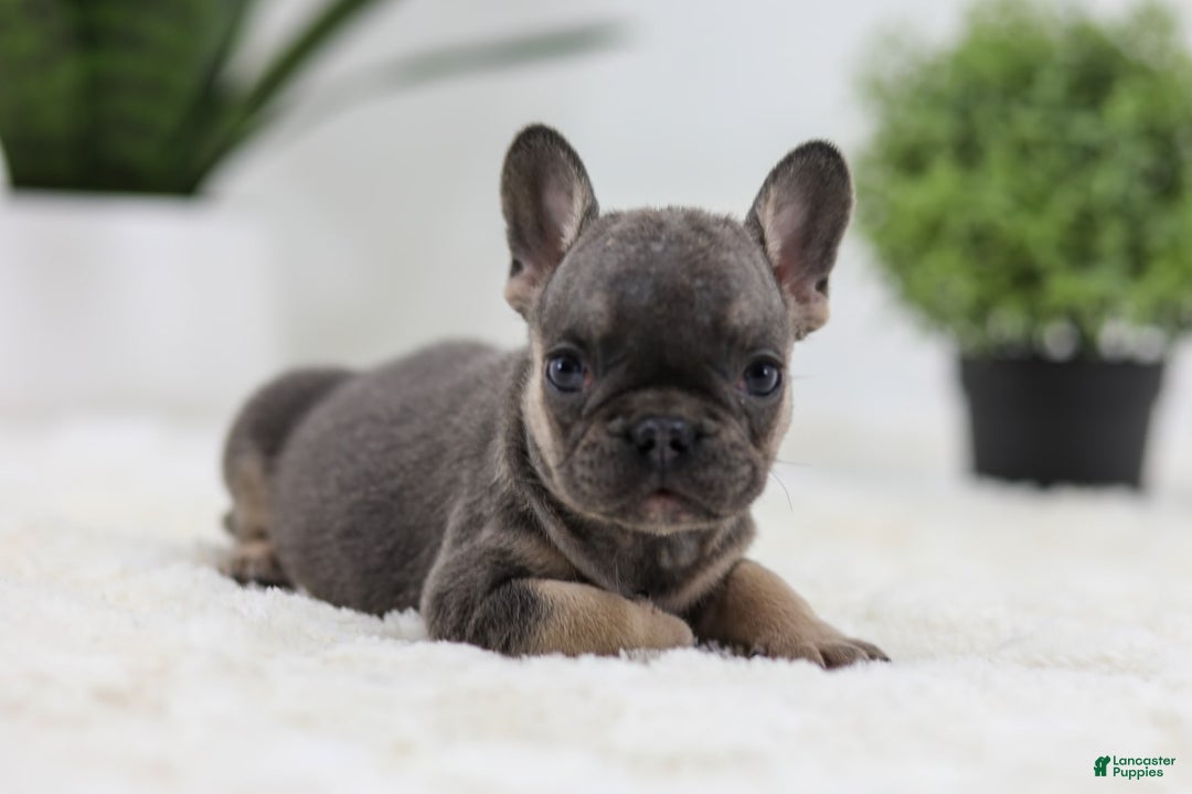 French Bulldog dogs for sale: Sky - Image 7
