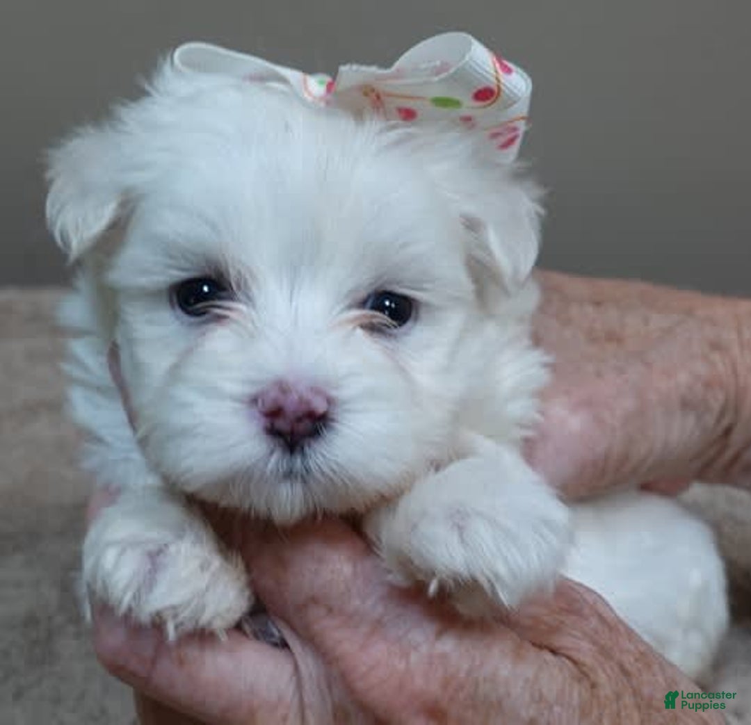 Maltese dogs for sale: Empress - Image 2