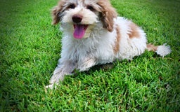 Havapoo dogs for sale: Vegas - Image 22